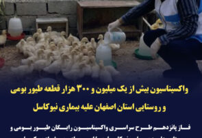 واکسیناسیون نزدیک به یک میلیون و ۳۸۰ هزار قطعه طیور بومی و روستایی استان اصفهان علیه بیماری نیوکاسل