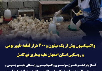 واکسیناسیون نزدیک به یک میلیون و ۳۸۰ هزار قطعه طیور بومی و روستایی استان اصفهان علیه بیماری نیوکاسل