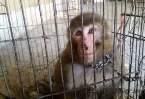 کشف ۶ میمون قاچاق از یک دستگاه اتوبوس در شهرضا؛ ۲ متهم دستگیر شدند